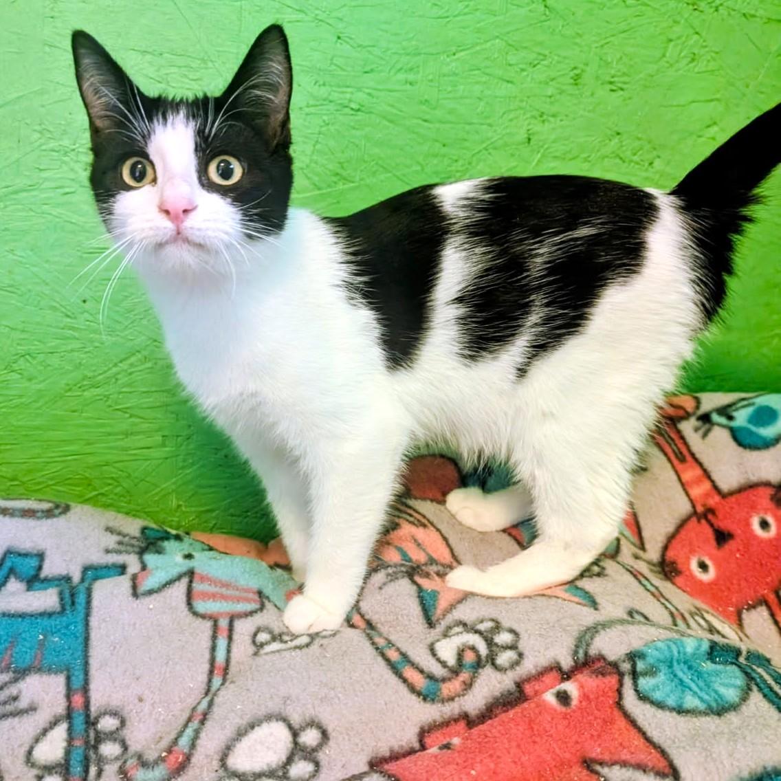 Enlarge Alistair and Annette, Lots of Fun, a Adoptable Domestic Short Hair in Newport, WA image 4/6