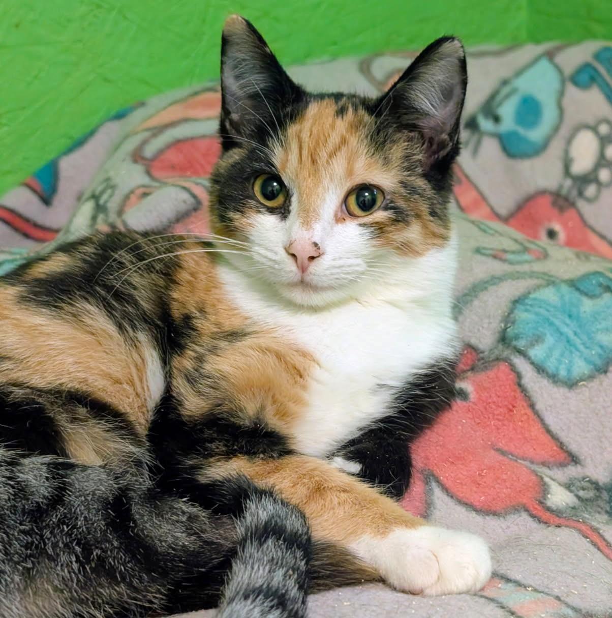 Enlarge Alistair and Annette, Lots of Fun, a Adoptable Domestic Short Hair in Newport, WA image 5/6