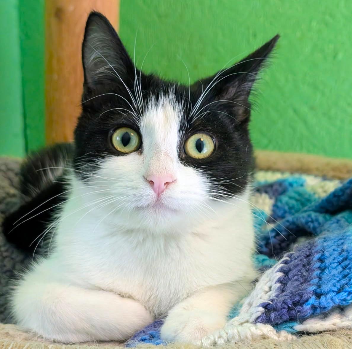 Enlarge Alistair and Annette, Lots of Fun, a Adoptable Domestic Short Hair in Newport, WA image 6/6
