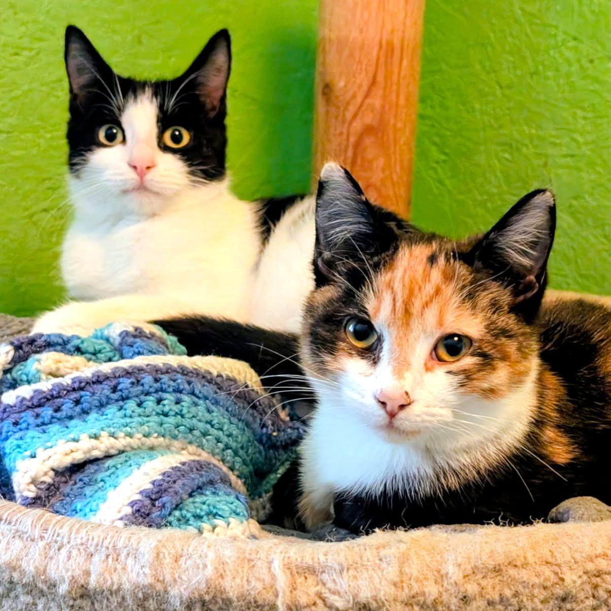 Alistair and Annette, Lots of Fun, Adoptable, Kitten Female Domestic Short Hair.