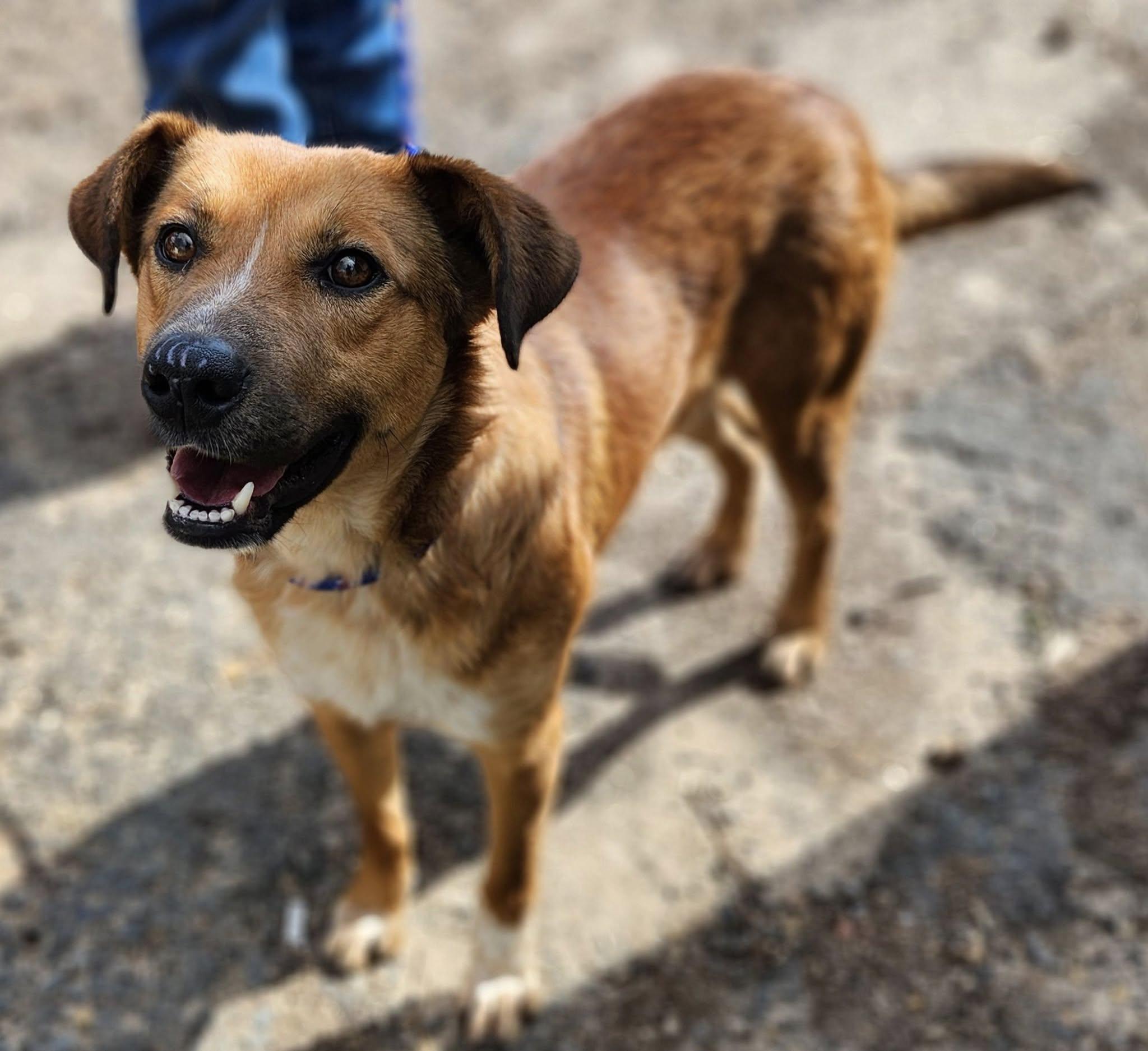 Enlarge DEXTER, a Adopted mixed breed in minden, LA image 1/3