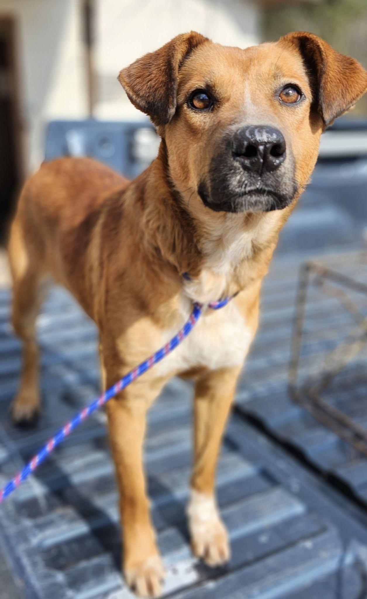 Enlarge DEXTER, a Adopted mixed breed in minden, LA image 3/3