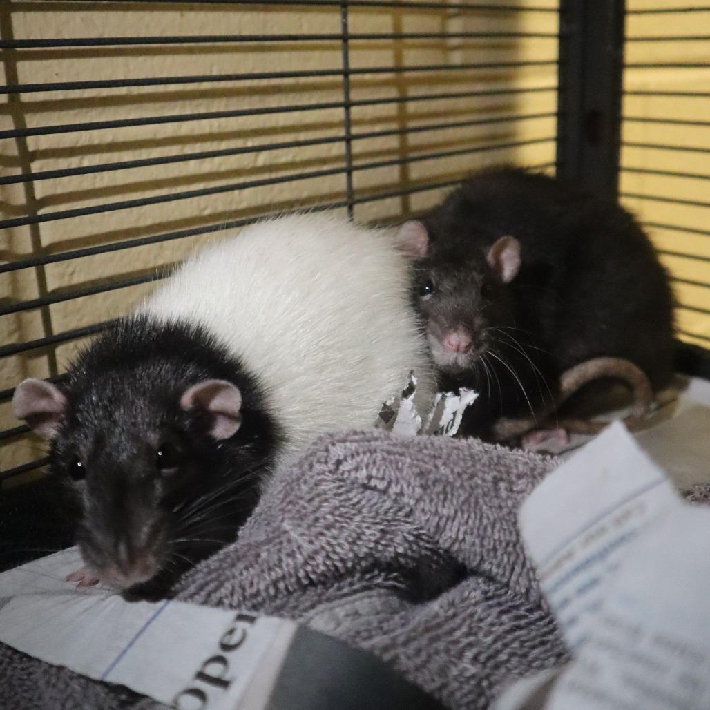 Gretel, Adoptable, Adult Female Rat.