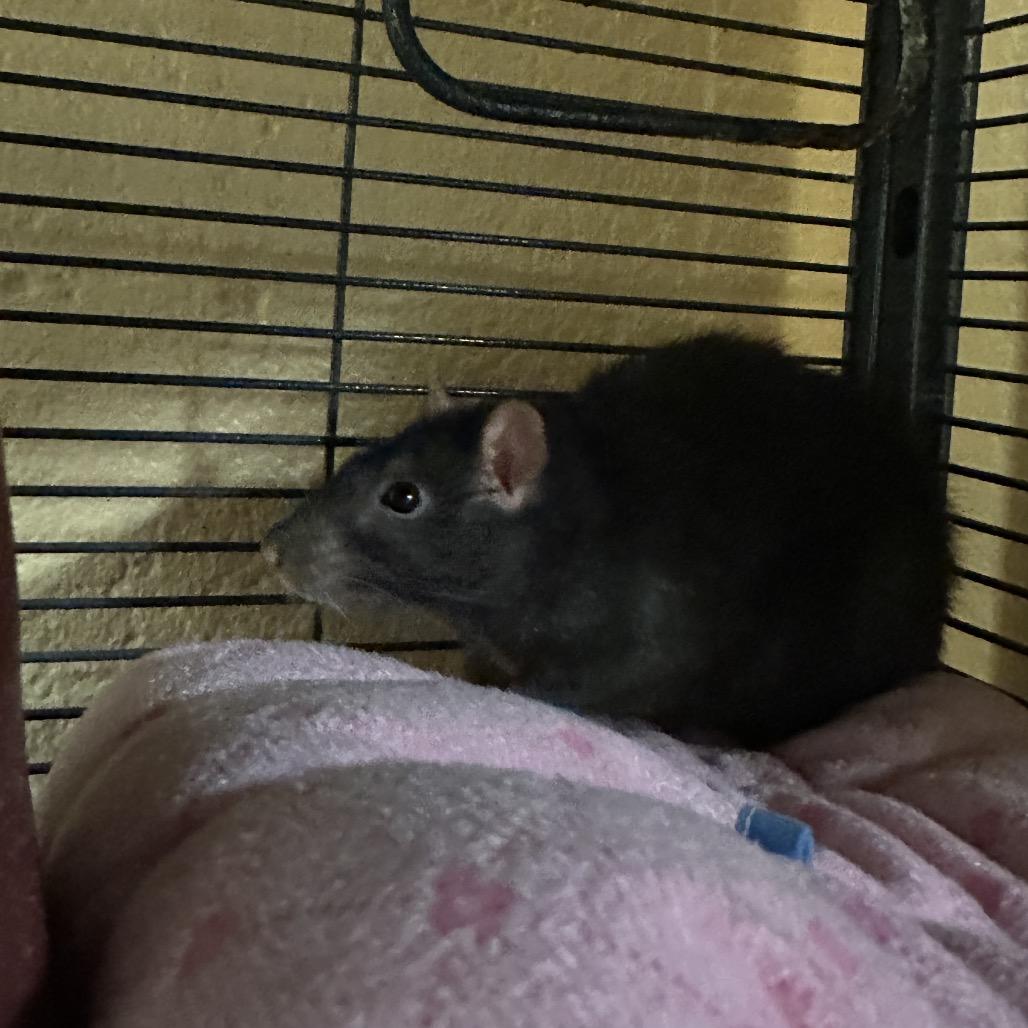 Gretel, Adoptable, Adult Female Rat.