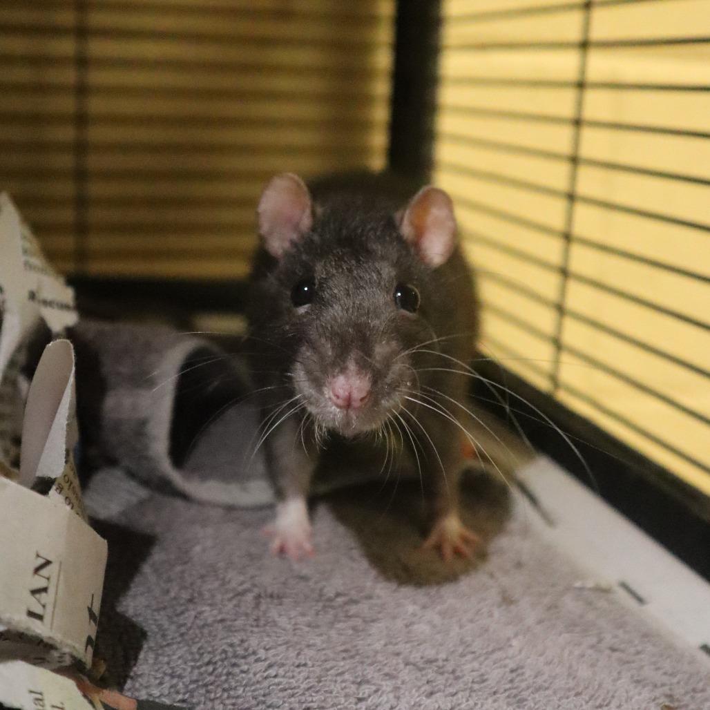 Gretel, a Adoptable Rat in Waukesha, WI image 3/3