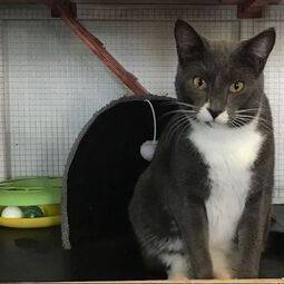 Enlarge Mister, a Adoptable Domestic Short Hair in Devils Lake, ND image 9/9