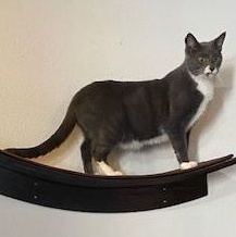 Mister, a Adoptable Domestic Short Hair in Devils Lake, ND image 6/9