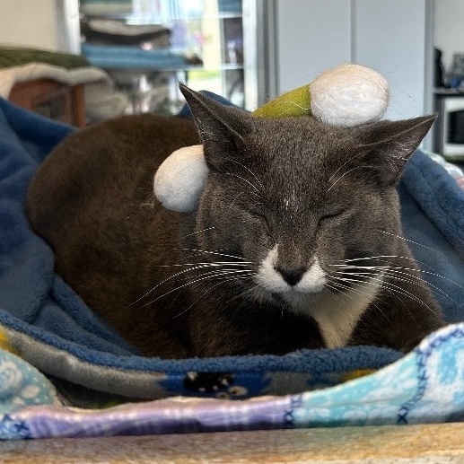 Enlarge Mister, a Adoptable Domestic Short Hair in Devils Lake, ND image 8/9