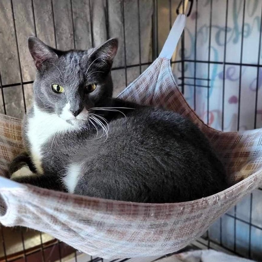 Enlarge Mister, a Adoptable Domestic Short Hair in Devils Lake, ND image 7/9