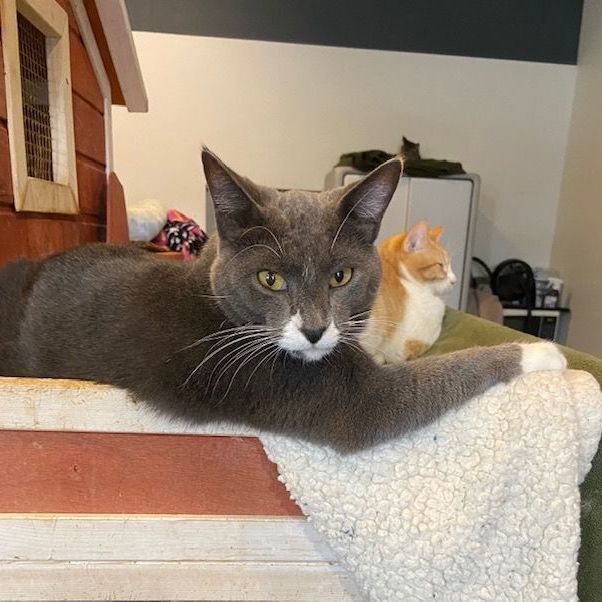 Mister, a Adoptable Domestic Short Hair in Devils Lake, ND image 5/9