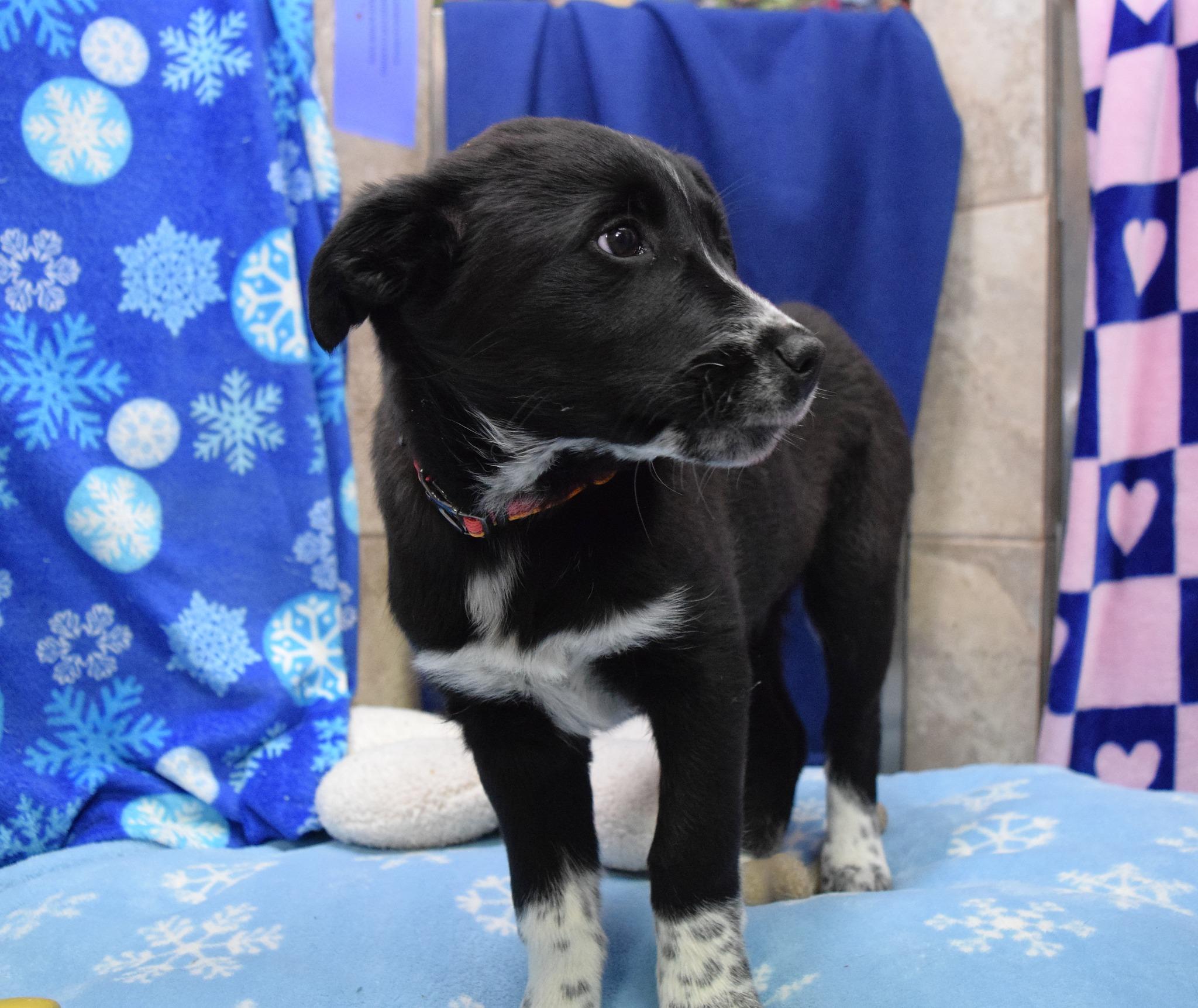 Cortina, adopted, Puppy Female Australian Cattle Dog / Blue Heeler.