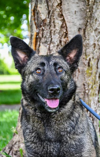 Molly, a Adoptable mixed breed in Yakima, WA image 1/3