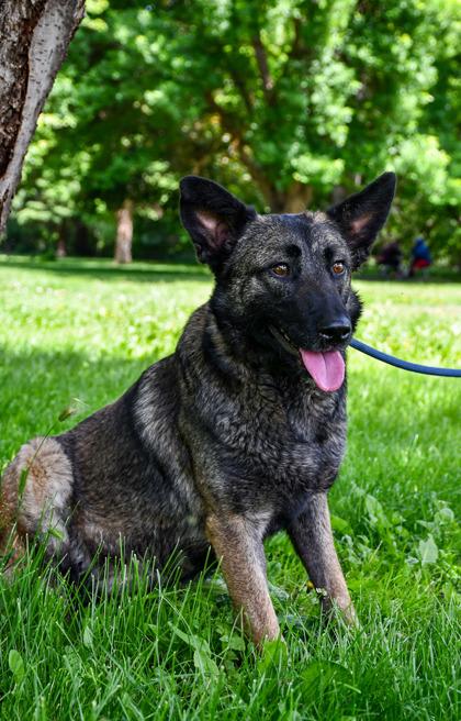 Molly, a Adoptable mixed breed in Yakima, WA image 2/3