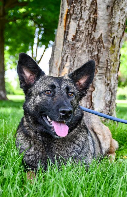 Molly, a Adoptable mixed breed in Yakima, WA image 3/3