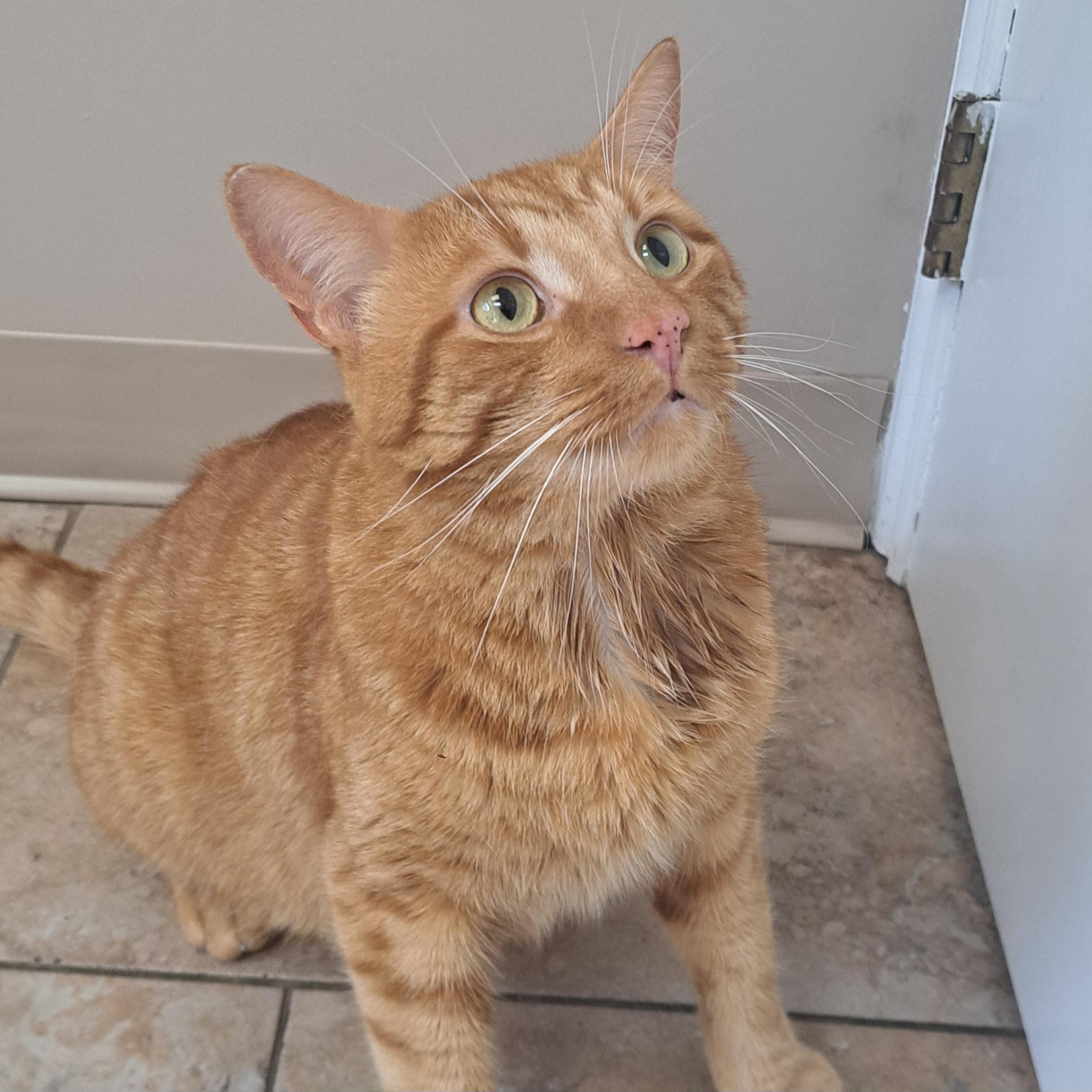 OBIE 3yrs, a Adoptable Tabby in London, ON image 1/5