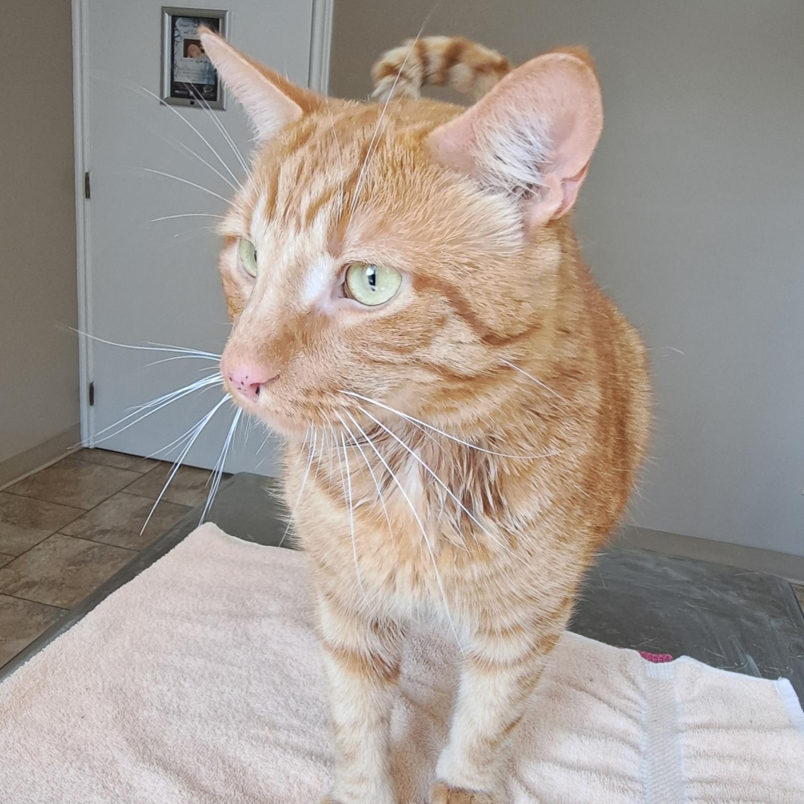 OBIE 3yrs, a Adoptable Tabby in London, ON image 2/5