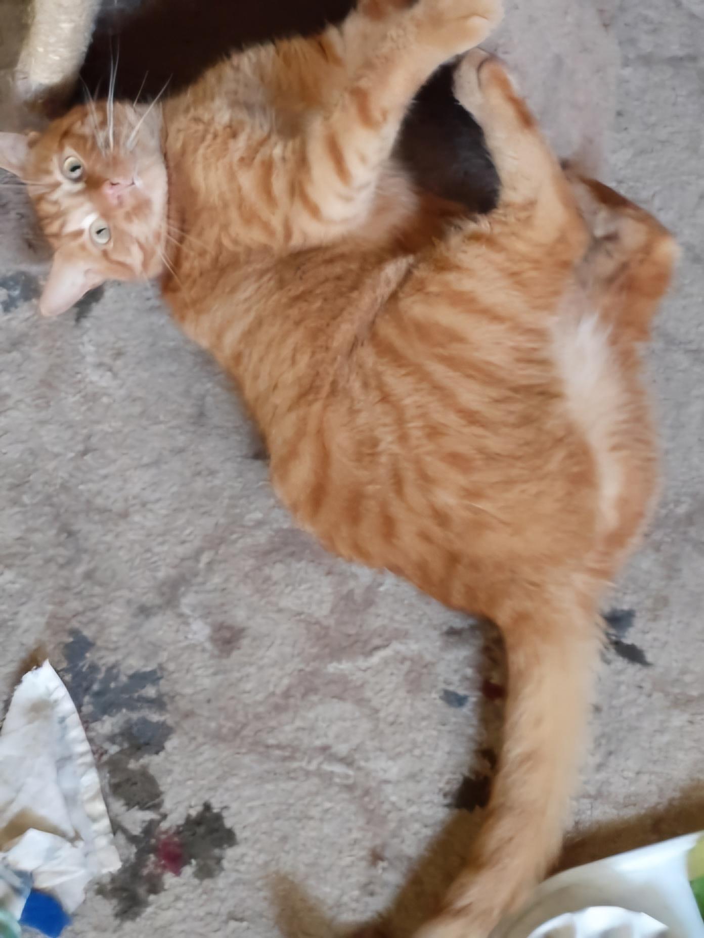 OBIE 3yrs, a Adoptable Tabby in London, ON image 5/5