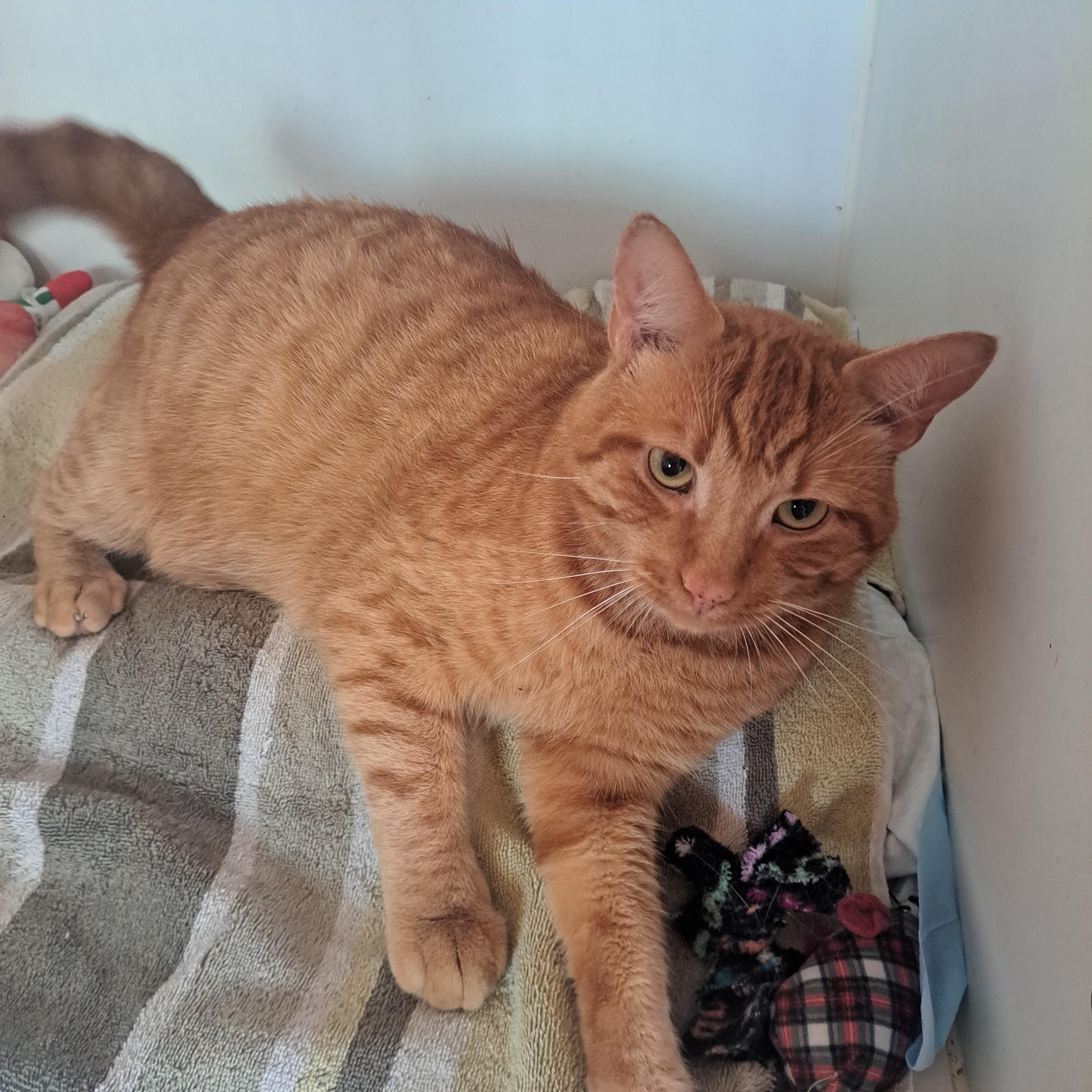 OBIE 3yrs, a Adoptable Tabby in London, ON image 3/5