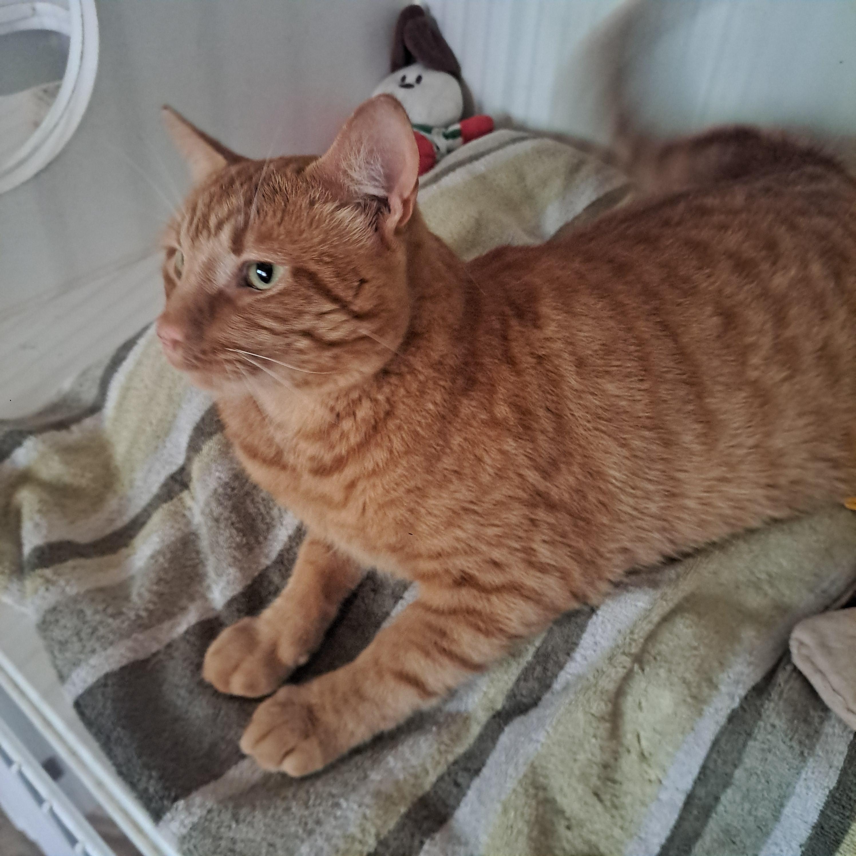 OBIE 3yrs, a Adoptable Tabby in London, ON image 4/5