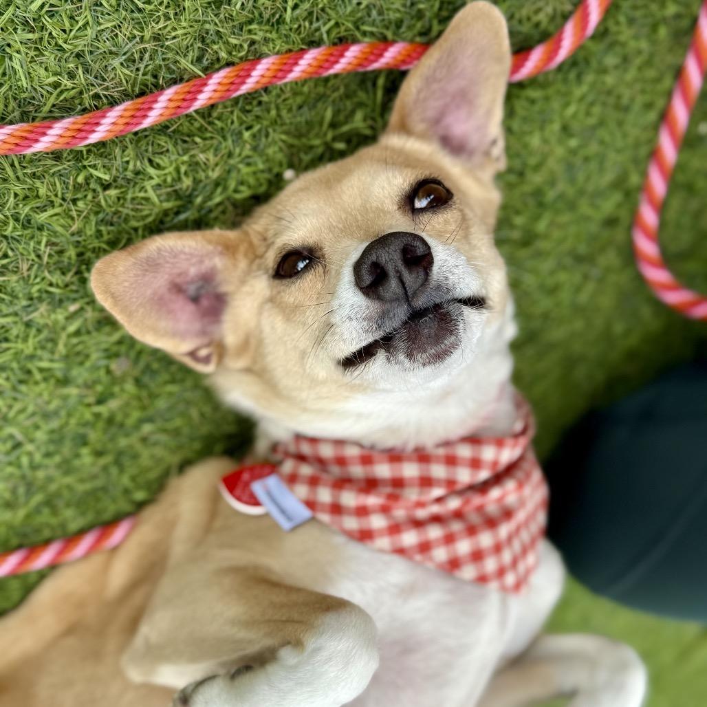 Calma, Adoptable, Senior Female Chihuahua & Basenji.