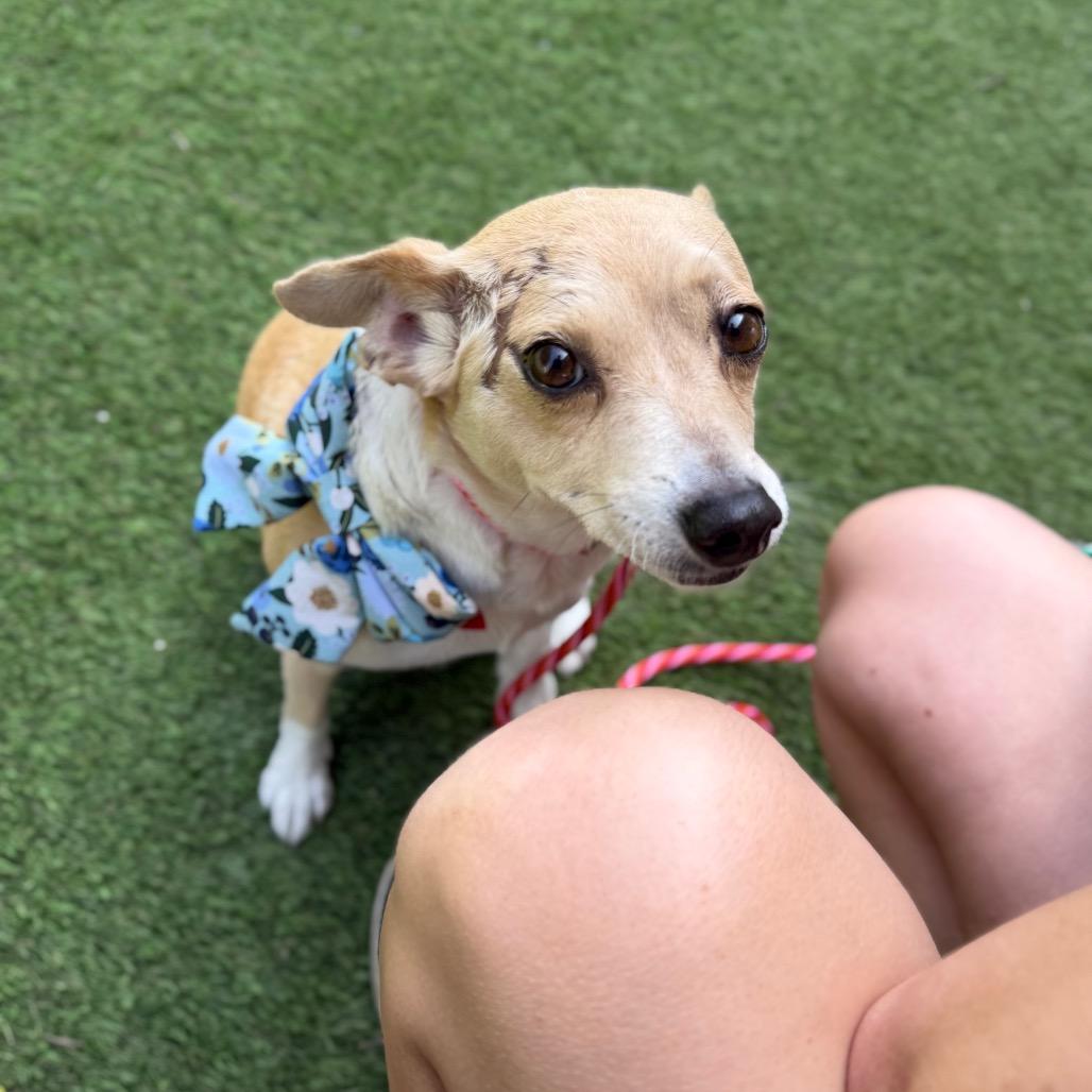 Calma, a Adoptable mixed breed in Los Angeles, CA image 2/6