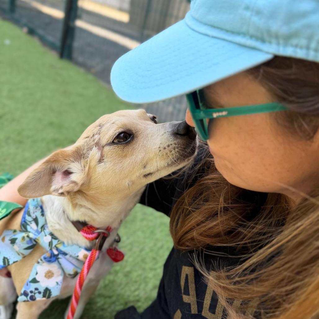 Calma, a Adoptable mixed breed in Los Angeles, CA image 3/6