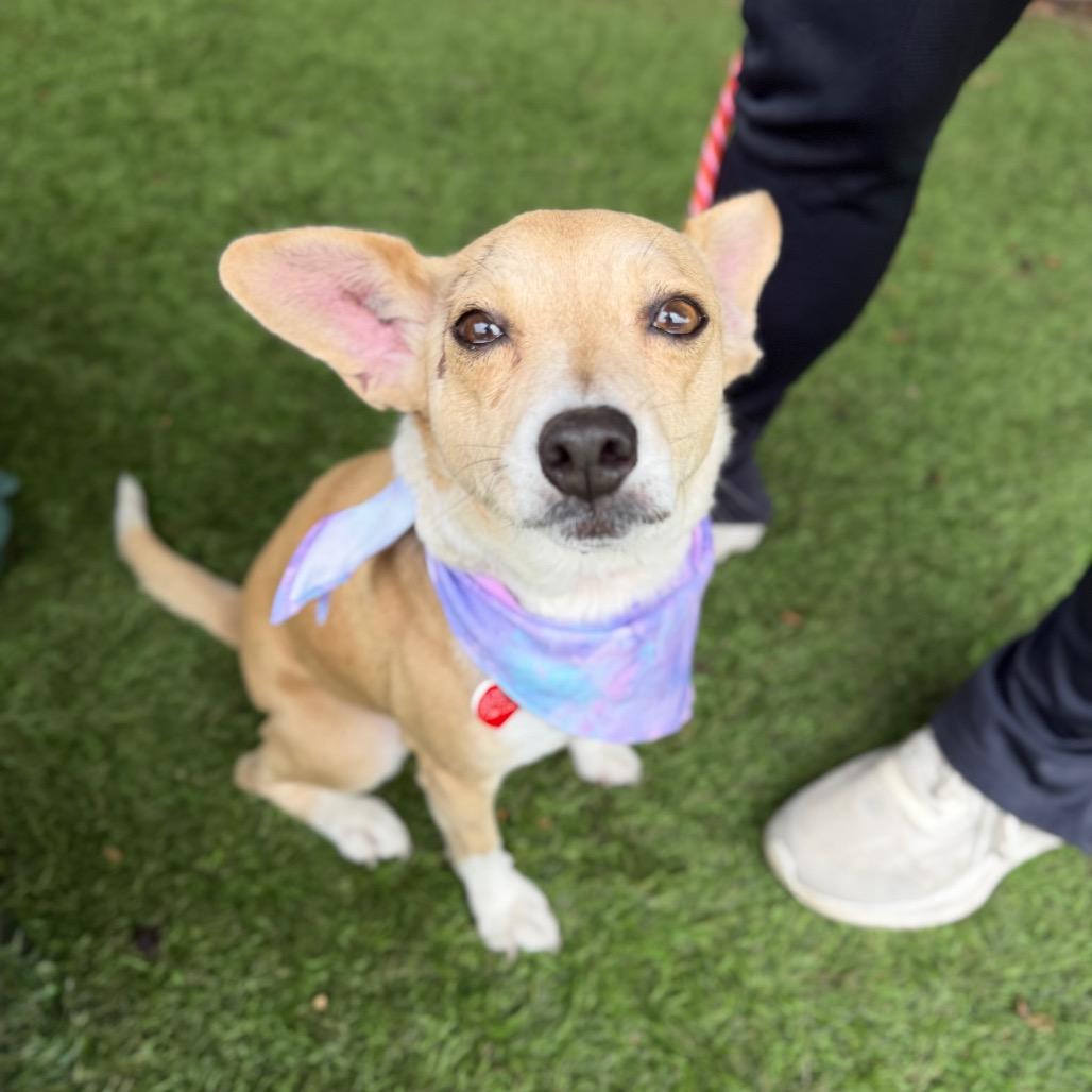 Calma, a Adoptable mixed breed in Los Angeles, CA image 4/6