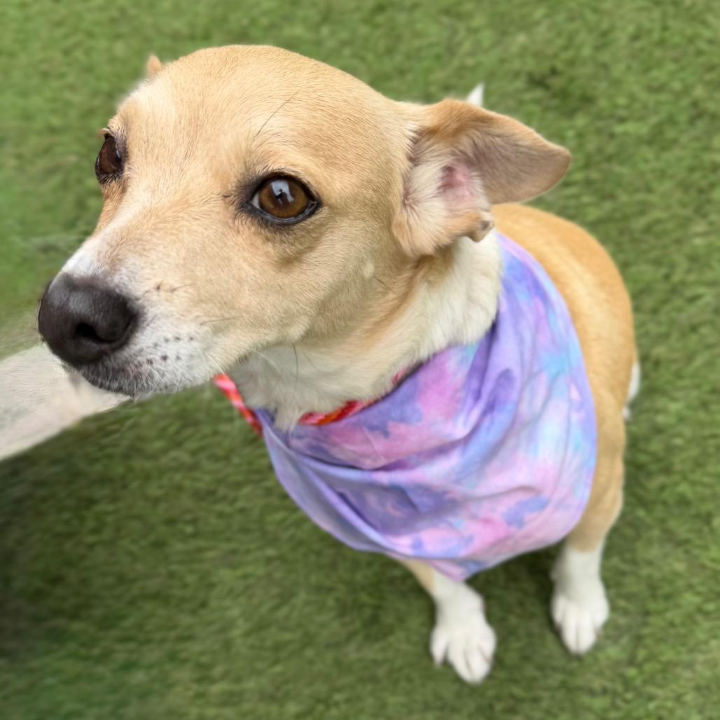 Calma, a Adoptable mixed breed in Los Angeles, CA image 5/6