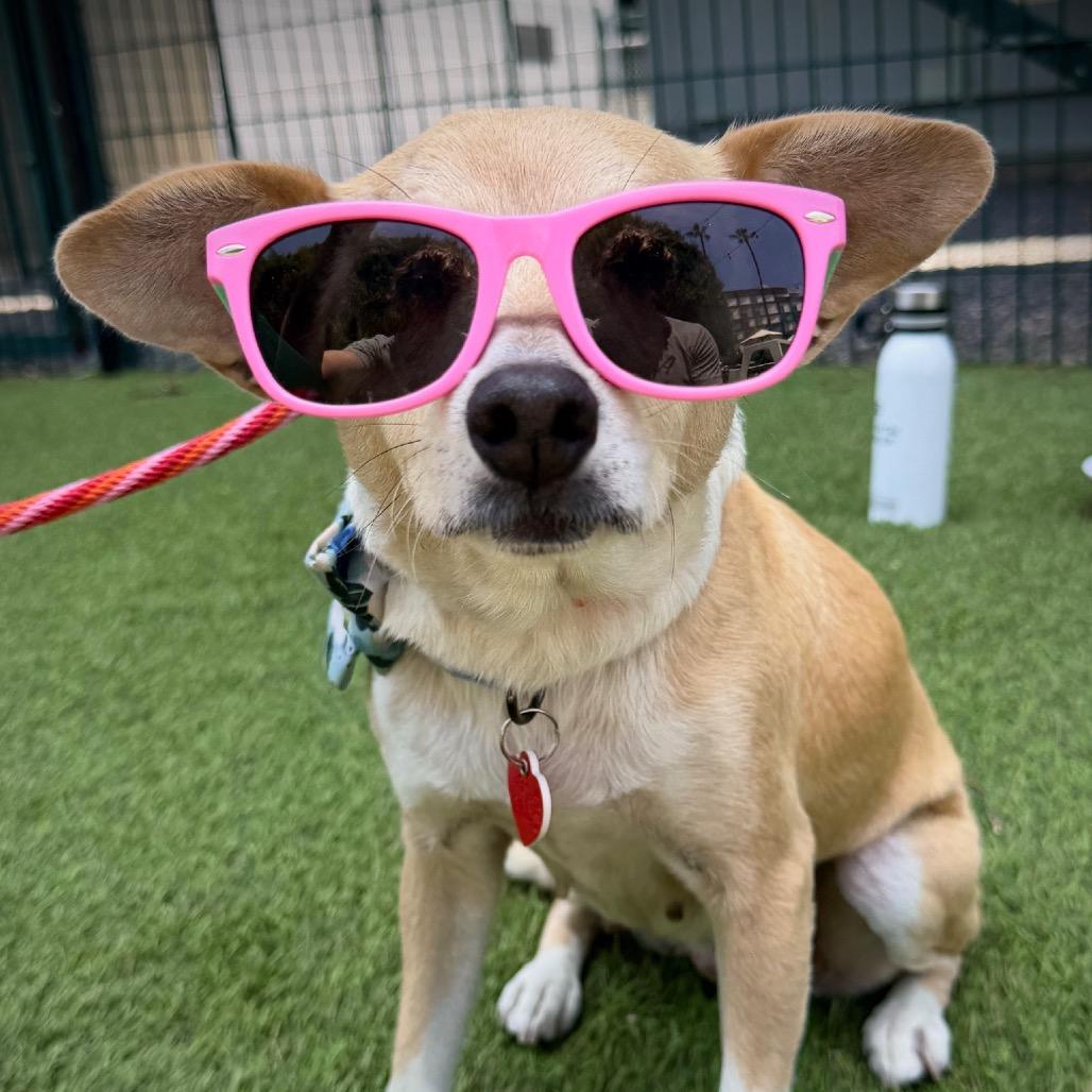 Calma, a Adoptable mixed breed in Los Angeles, CA image 6/6