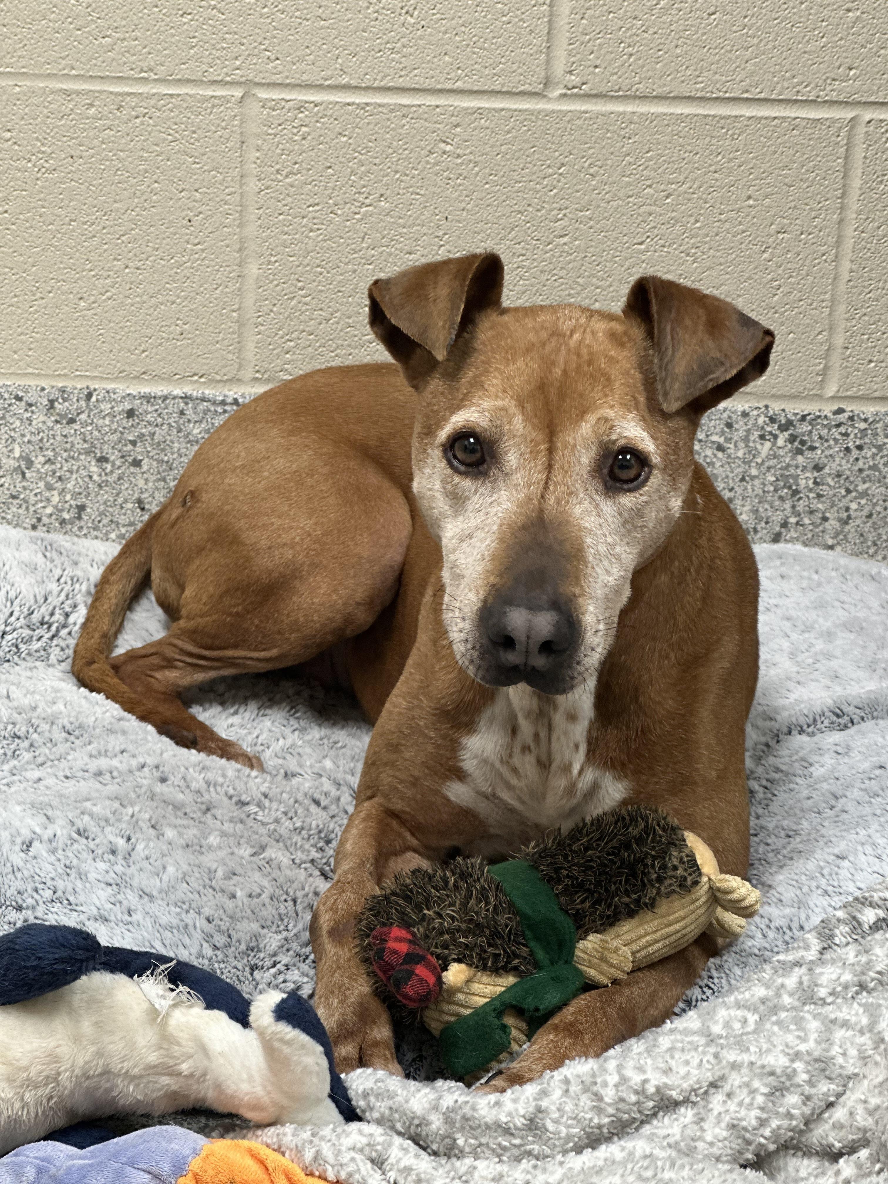 Kitty, Adult Female Rhodesian Ridgeback