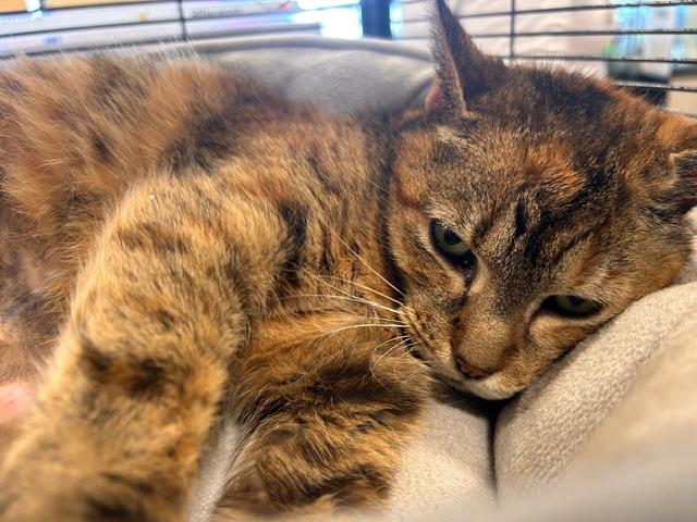 Enlarge Mama Darby, a ADOPTABLE Domestic Short Hair in Yardley, PA image 2/2