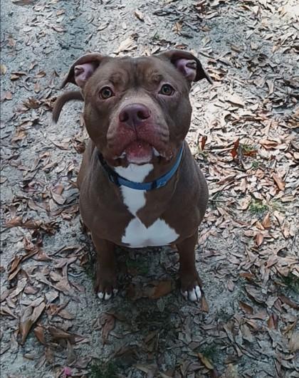 Enlarge Jax, a Adoptable Mixed Breed in Spartanburg, SC image 2/3