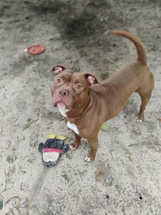 Enlarge Jax, a Adoptable Mixed Breed in Spartanburg, SC image 2/3