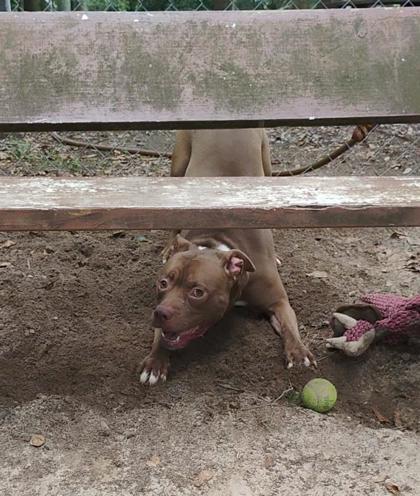 Enlarge Jax, a Adoptable Mixed Breed in Spartanburg, SC image 3/3