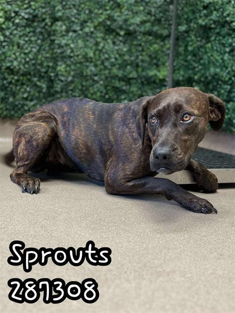 SPROUTS, Adoptable, Young Female Mixed Breed.