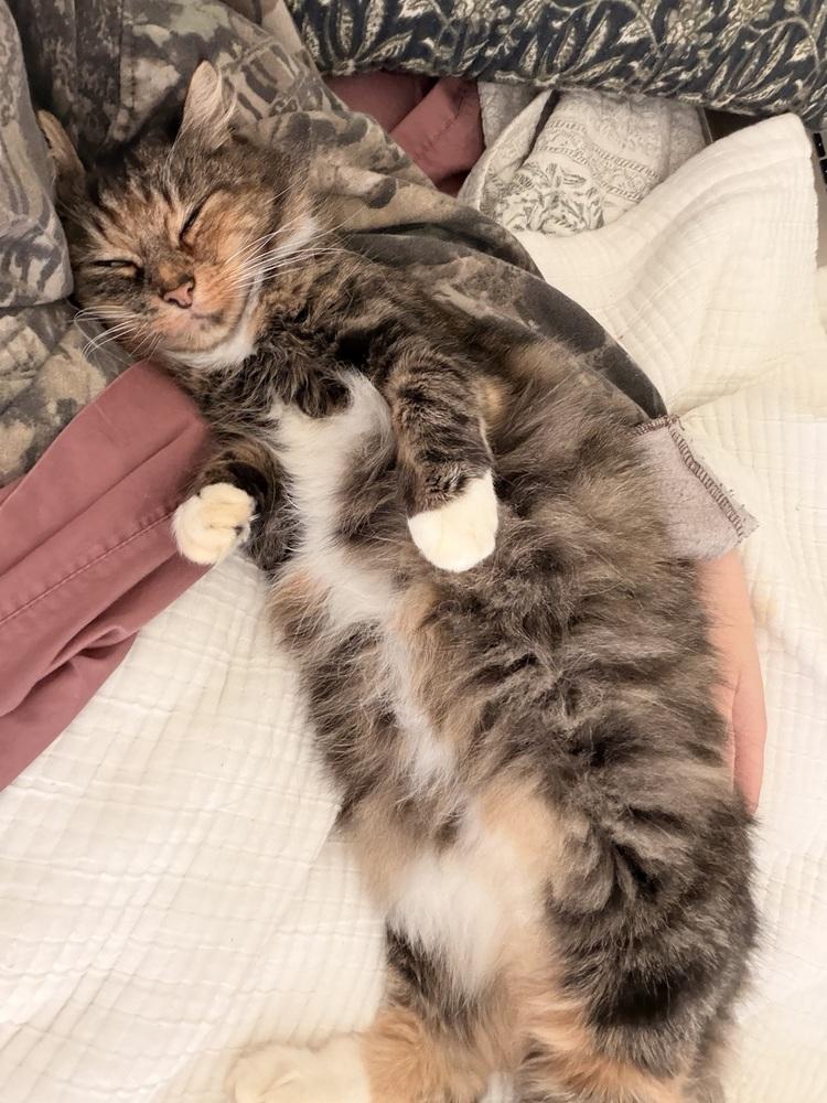 Enlarge Mama, a Adoptable Domestic Medium Hair in Bellingham, WA image 1/4