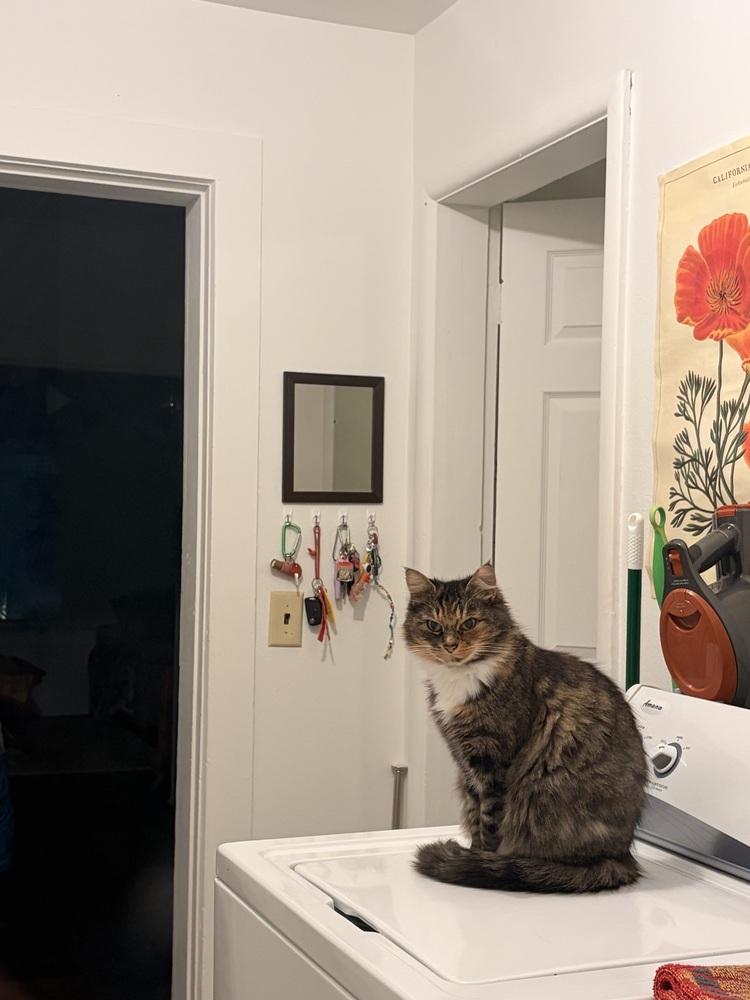 Enlarge Mama, a Adoptable Domestic Medium Hair in Bellingham, WA image 3/4