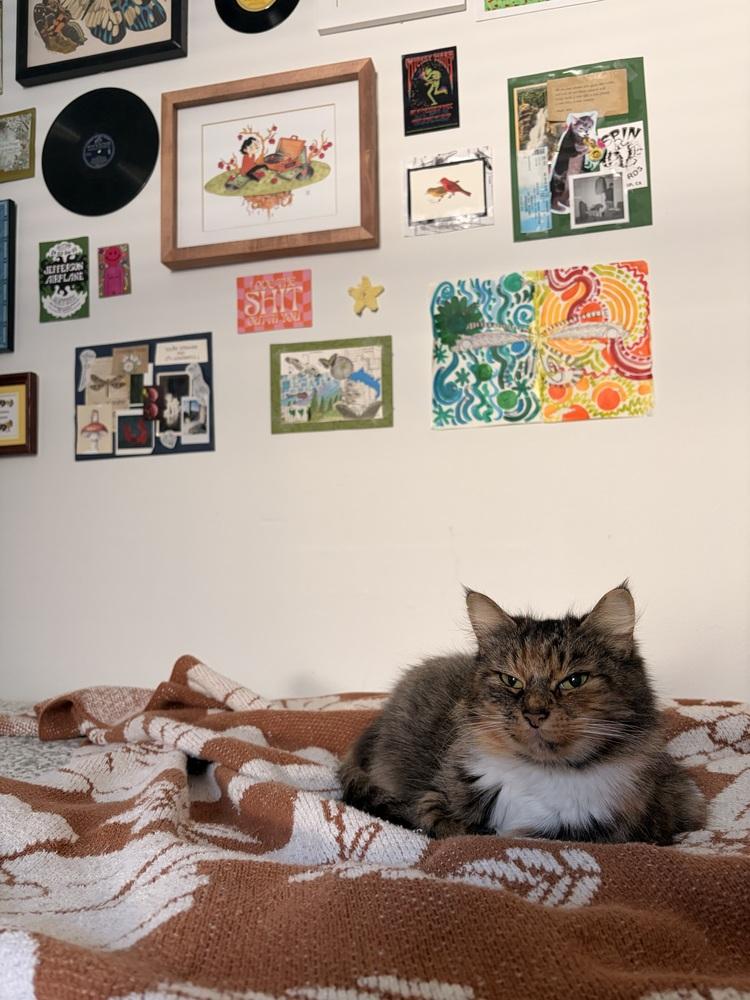 Enlarge Mama, a Adoptable Domestic Medium Hair in Bellingham, WA image 4/4