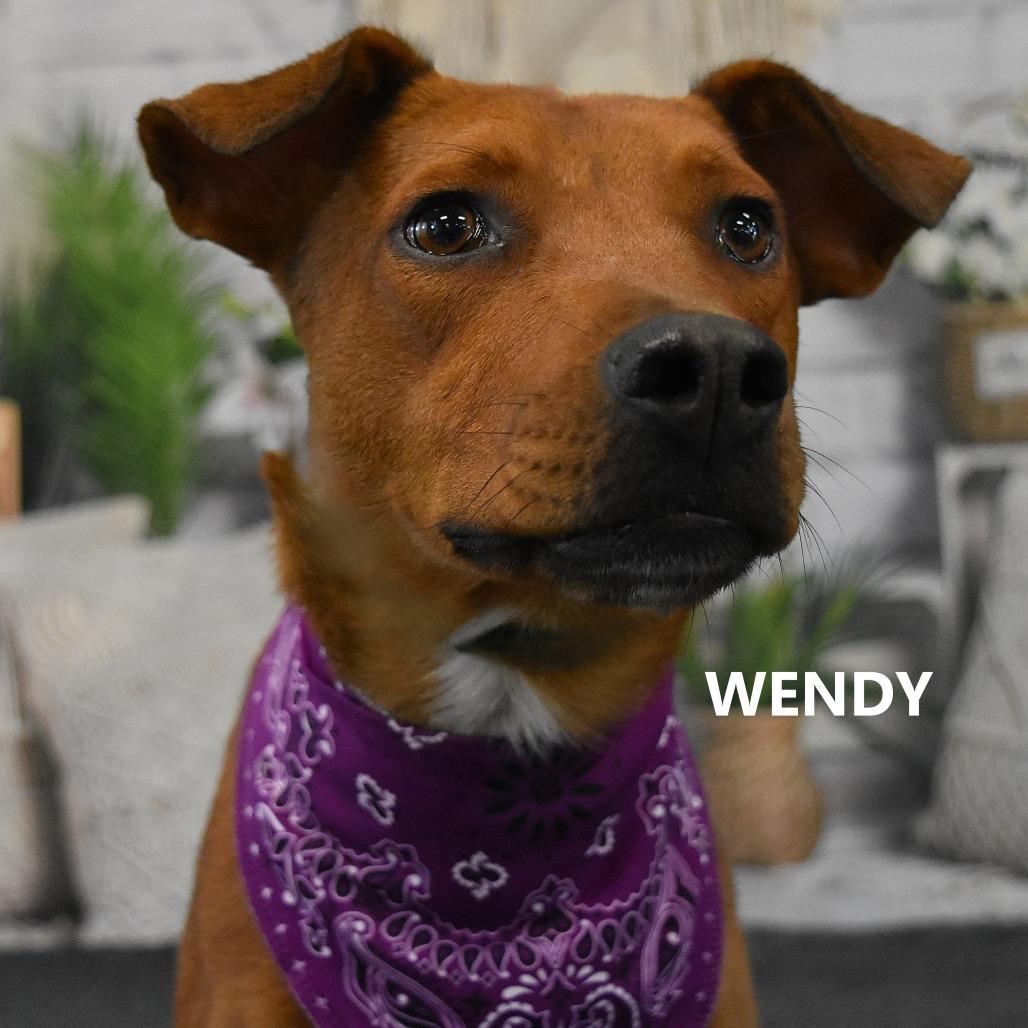Enlarge Wendy, a Adoptable Mixed Breed in Yuma, AZ image 1/3