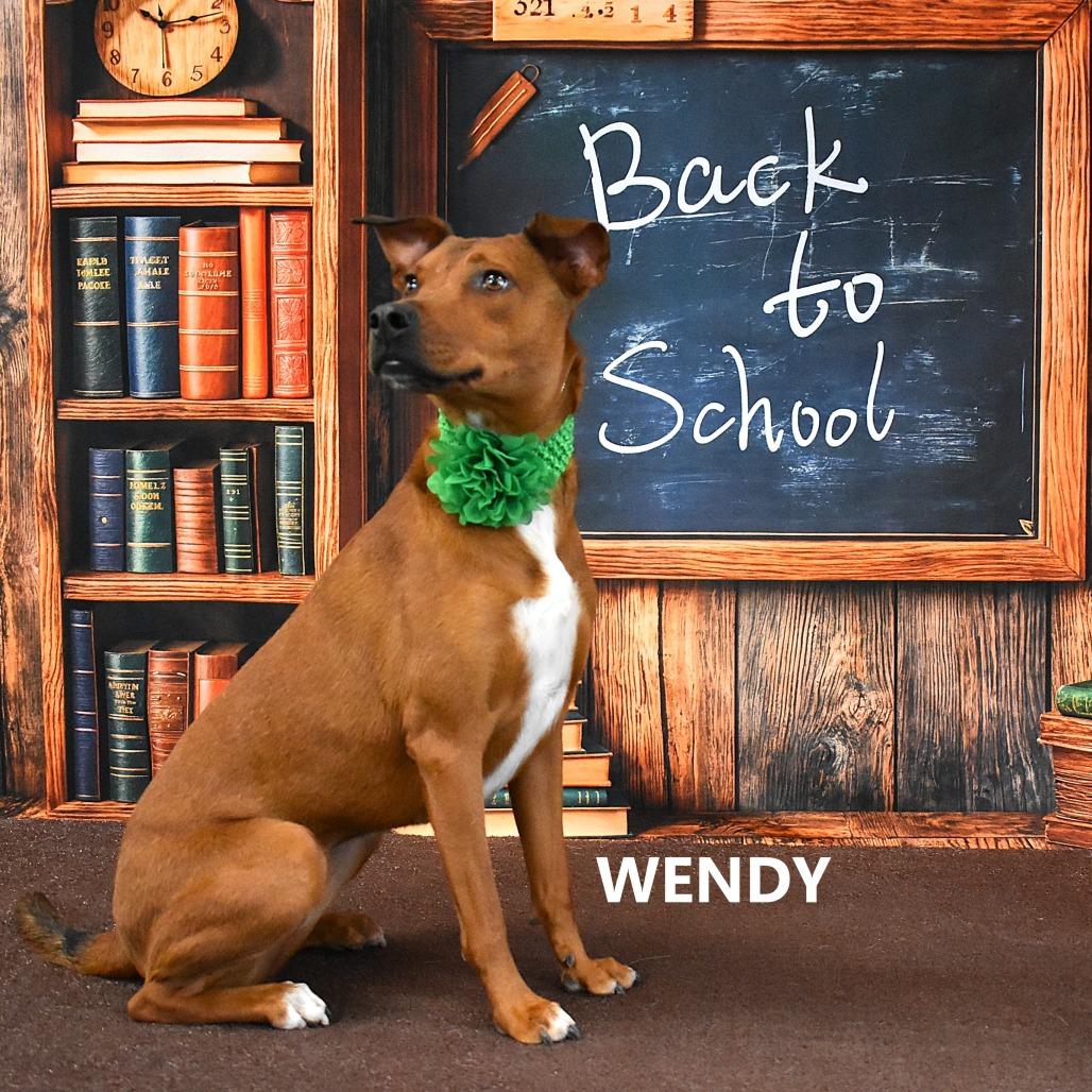 Wendy, a Adoptable Mixed Breed in Yuma, AZ image 2/6