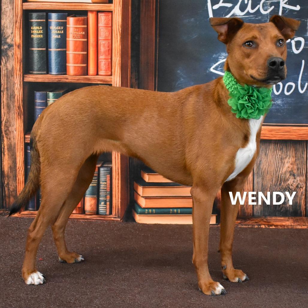 Wendy, a Adoptable Mixed Breed in Yuma, AZ image 3/6