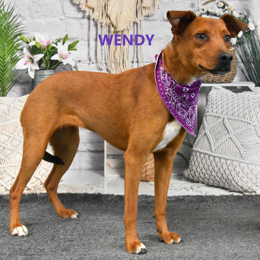 Enlarge Wendy, a Adoptable Mixed Breed in Yuma, AZ image 2/3