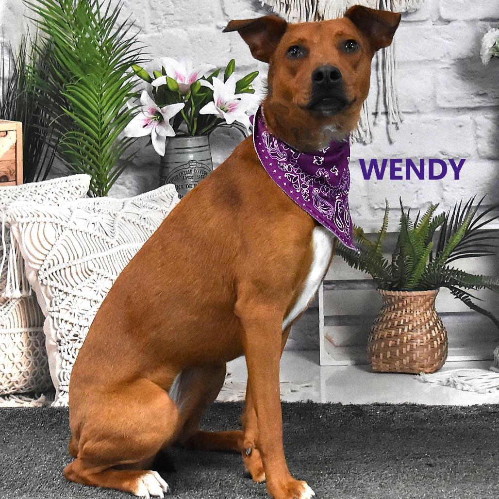 Enlarge Wendy, a Adoptable Mixed Breed in Yuma, AZ image 3/3
