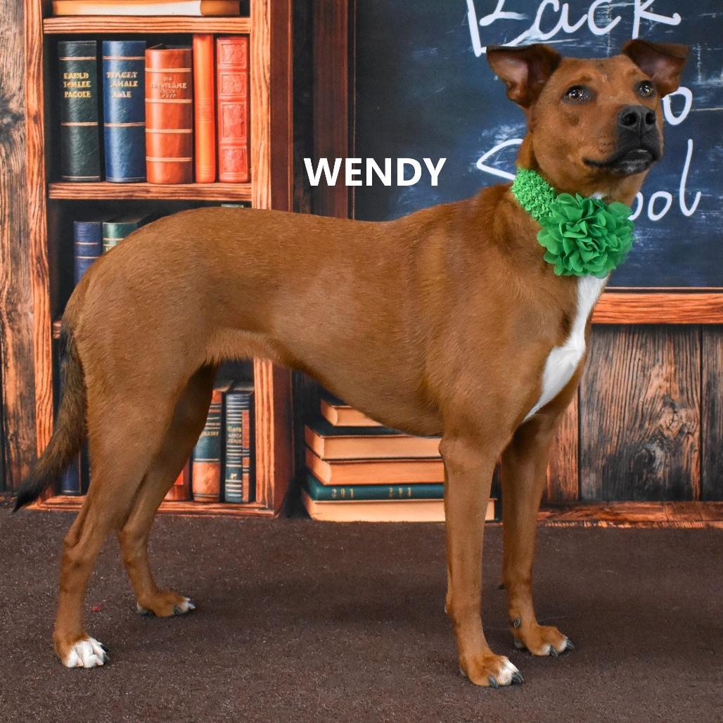Wendy, a Adoptable Mixed Breed in Yuma, AZ image 6/6