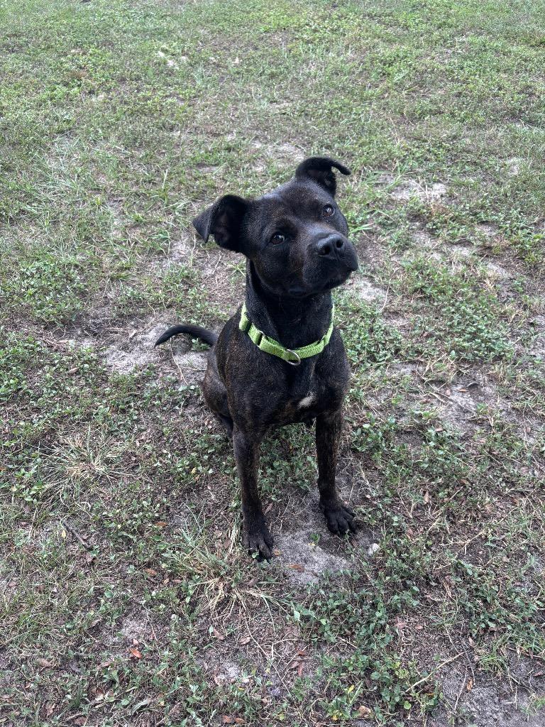 Enlarge Rue, a Adoptable Mixed Breed in Ocala, FL image 1/5
