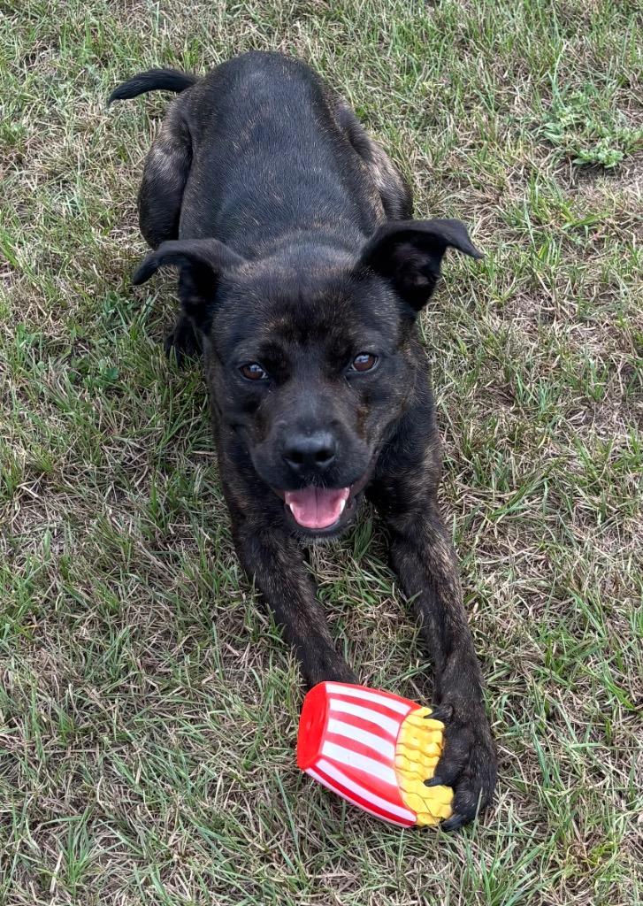 Enlarge Rue, a Adoptable Mixed Breed in Ocala, FL image 2/5