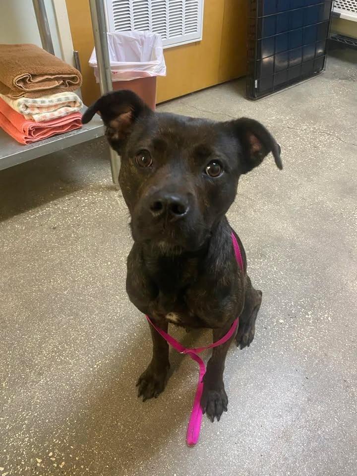 Enlarge Rue, a Adoptable Mixed Breed in Ocala, FL image 3/5