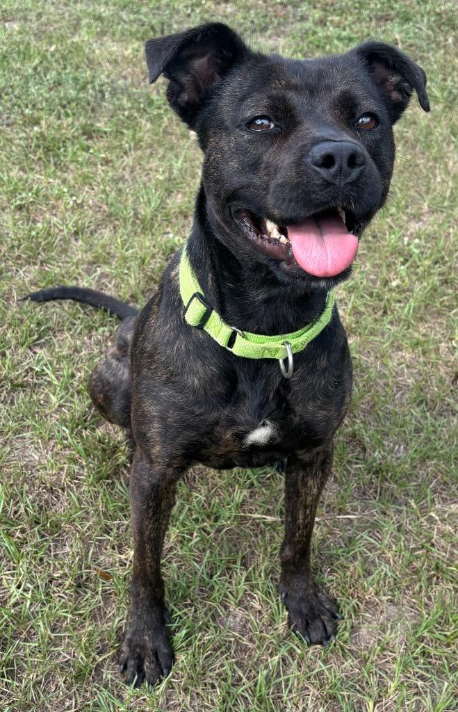 Enlarge Rue, a Adoptable Mixed Breed in Ocala, FL image 4/5