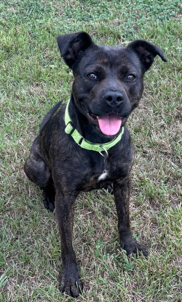 Enlarge Rue, a Adoptable Mixed Breed in Ocala, FL image 5/5