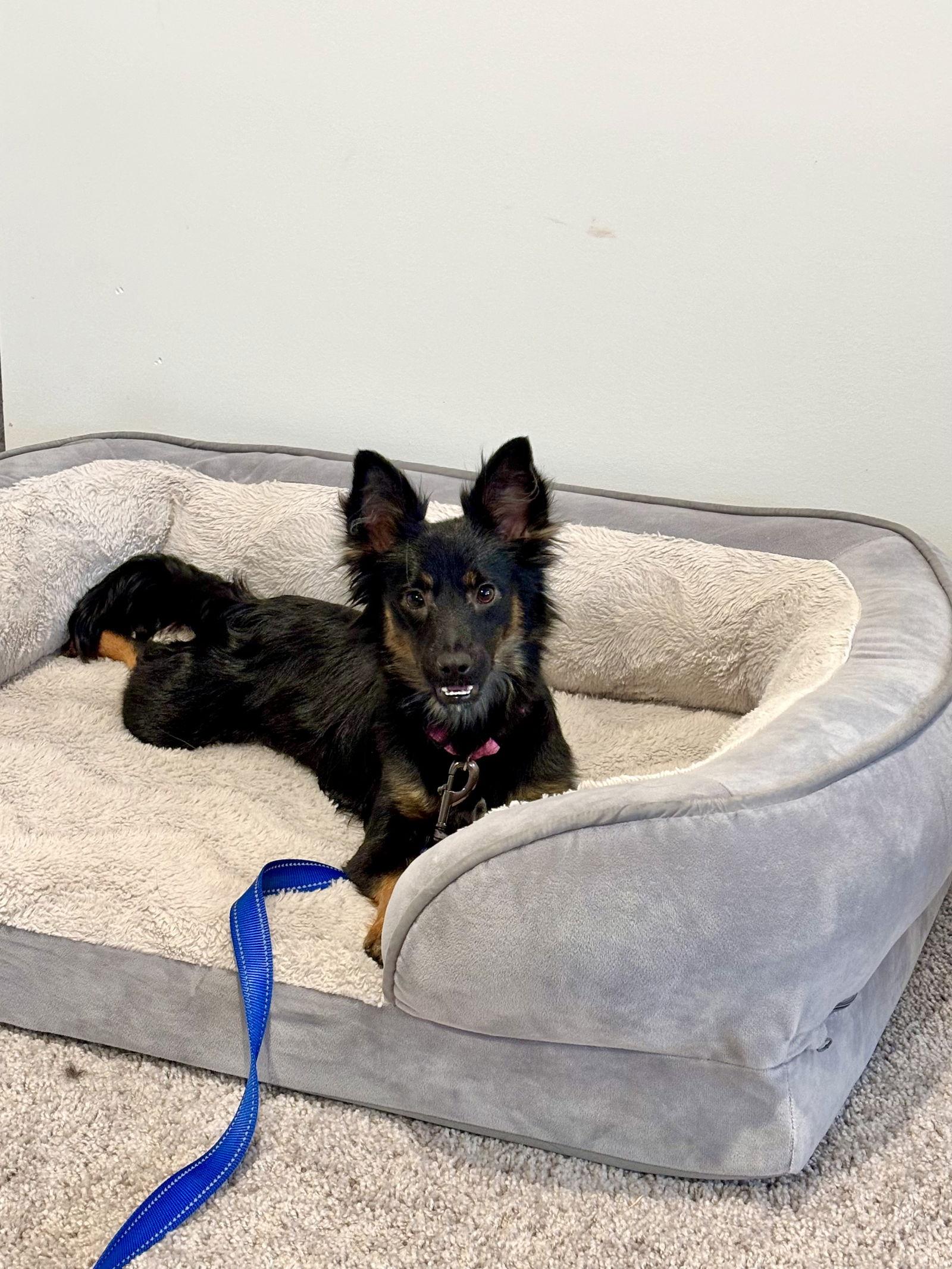 Aggie, Adoptable, Adult Female Miniature Pinscher.